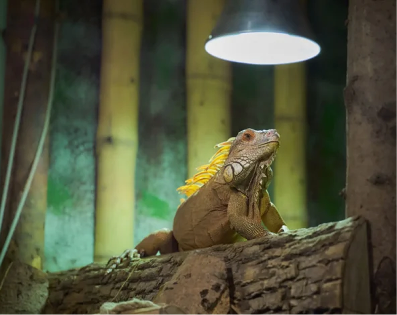 Reptile under lamp