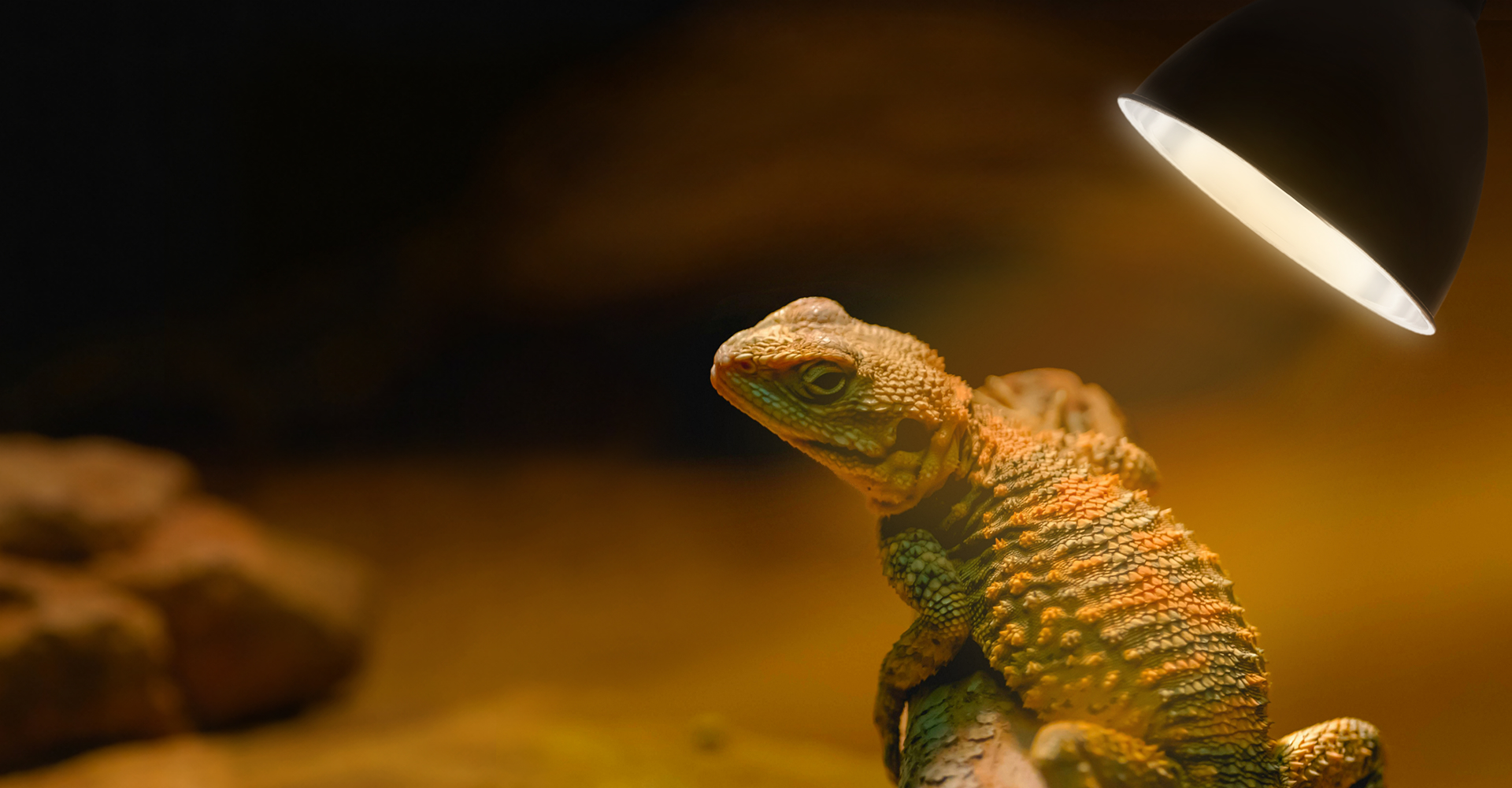 Reptile basking under lamp
